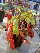 Nepenthes ventricosa 'red' x pectinata 2